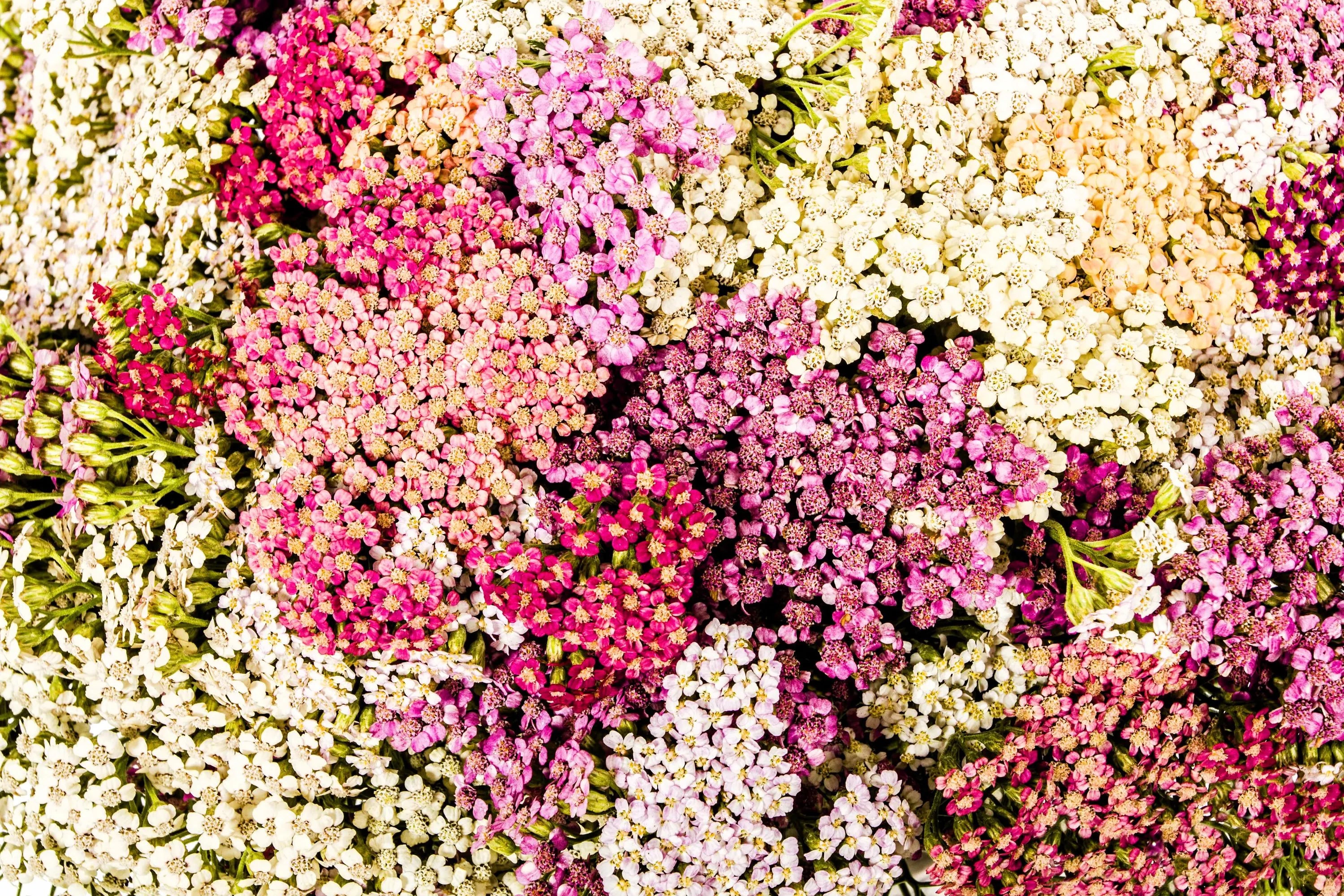 120/600/1200 MIXED SUMMER YARROW Achillea Millefolium Red Pink White Gold Peach Herb Flower Seeds(120 Seeds)