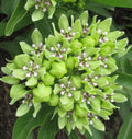 Green Antelopehorn Seeds, Asclepias viridis(10 Seeds)
