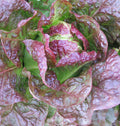 Organic Sweet Valentine  Lettuce(20 Seeds)