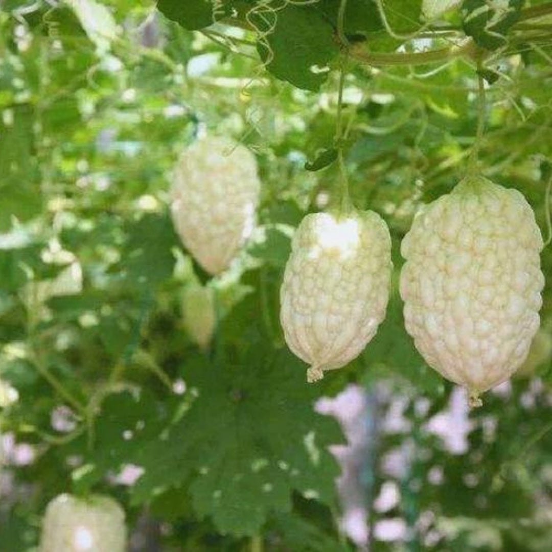 White Bitter Melon Seeds: Rare Tropical Climbing Vegetable Vine(1 Seeds)
