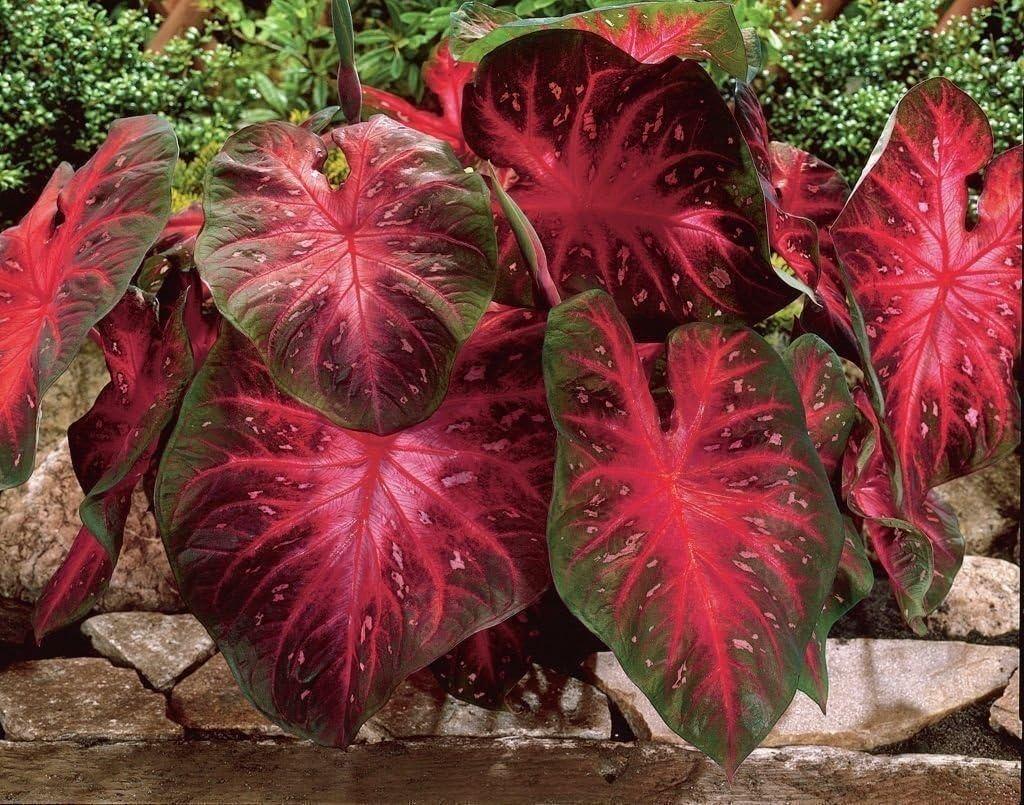Caladium Red Flash,(200+ Seeds) Thrives in Heat and Humidity, Elephant Ears(200 Seeds)