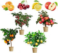 Dwarf Bonsai Fruit Tree Seeds: Lemon, Cherry, Apple, Orange - 4 Pack(96 Seeds)