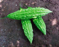 20/100/200 Seeds Rado Bitter Melon Seeds for Planting, Bitter Gourd Seeds(20 Seeds)