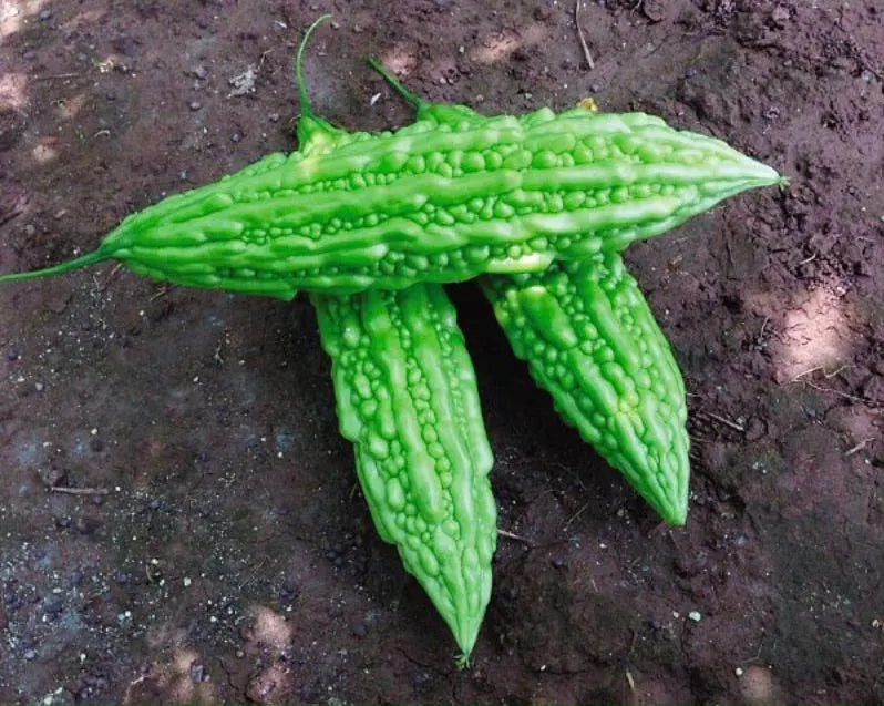 20/100/200 Seeds Rado Bitter Melon Seeds for Planting, Bitter Gourd Seeds(20 Seeds)
