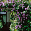 Purple Climbing Rose Seeds - Perennial - Cross-Pollinating - Cold Resistant - Deciduous - Potted - Plant in Late Fall/Early Spring(20 Seeds)