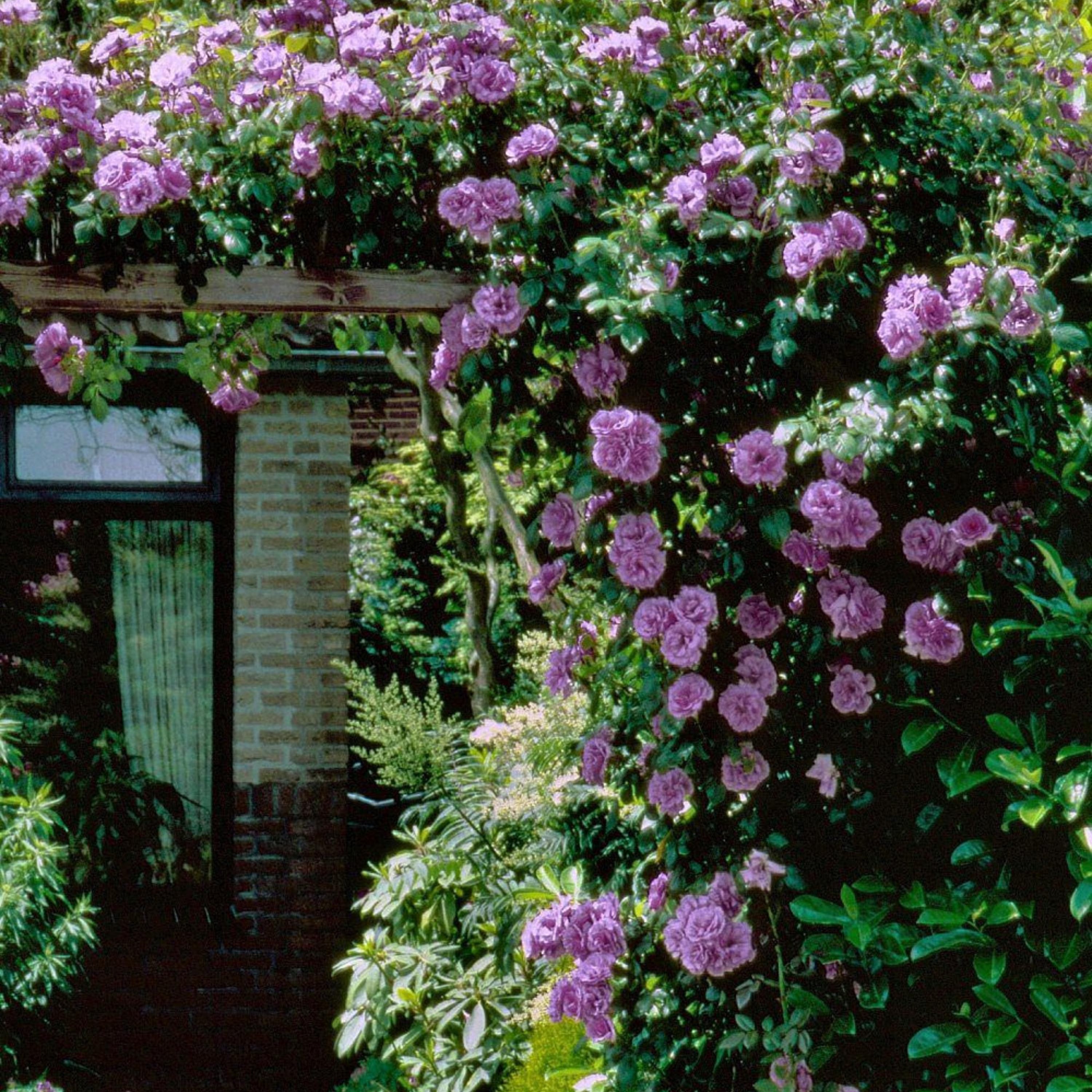 Purple Climbing Rose Seeds - Perennial - Cross-Pollinating - Cold Resistant - Deciduous - Potted - Plant in Late Fall/Early Spring(20 Seeds)