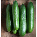 Diva Cucumbers Seeds(4 Seeds)