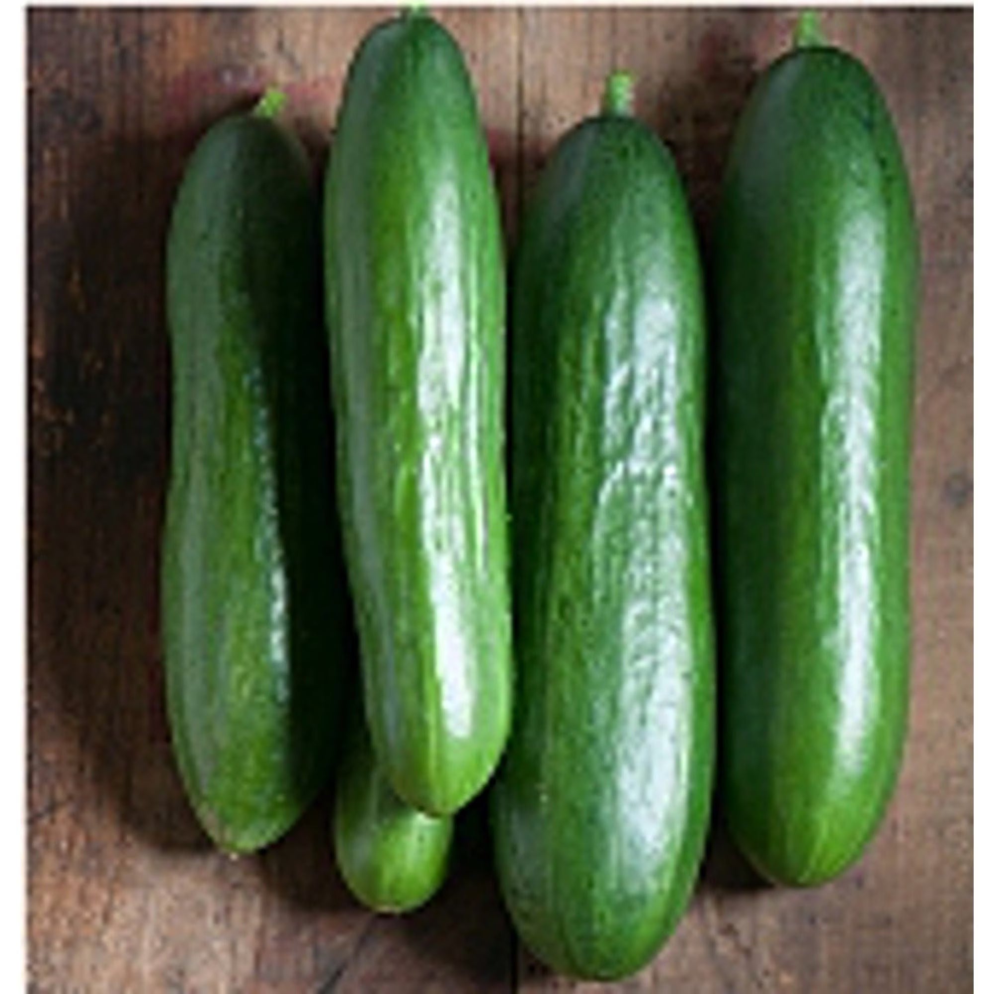 Diva Cucumbers Seeds(4 Seeds)