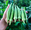 Clemson Spineless Okra Seeds(5 Seeds)