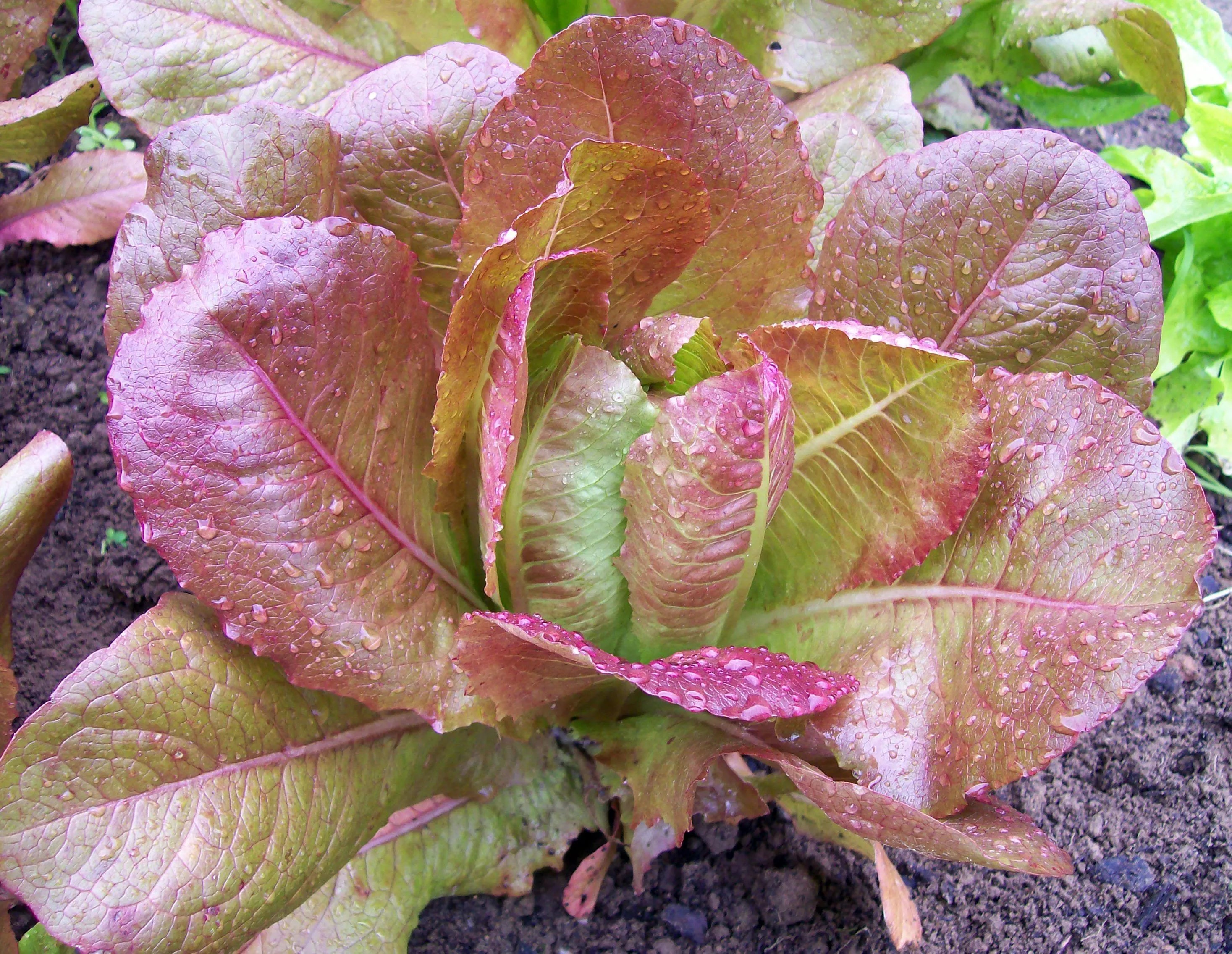 Rouge Hiver Lettuce Seeds 50/250/500+ French Romaine Vegetable NON-GMO(50 Seeds)