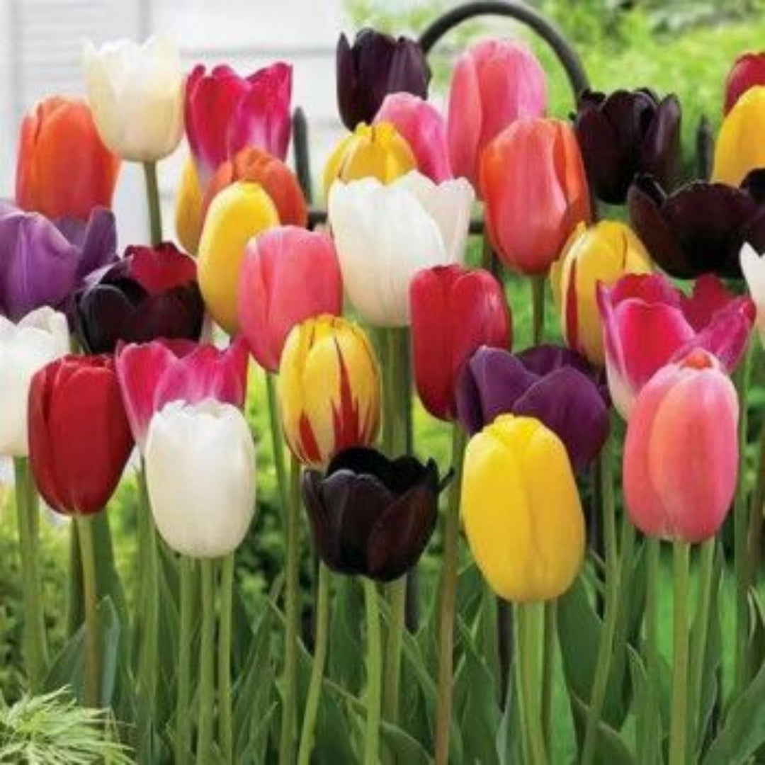 3/15/30 Tulip seeds Mix Easy to grow colorful and great for cut flowers .Seeds for planting home garden seeds Plus Gift Limited Supply Order Now!(3 Seeds)