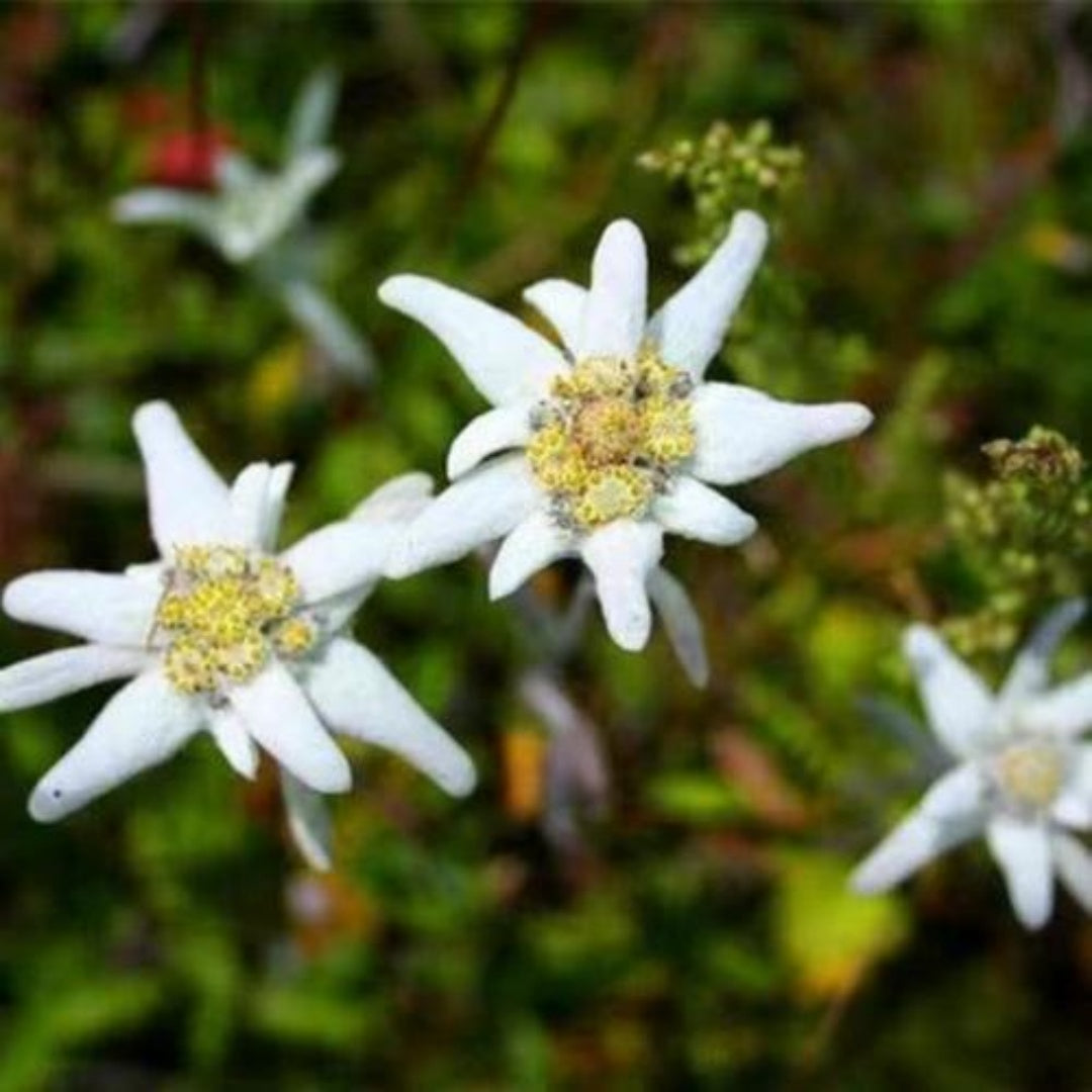 Edelweiss Flower Seeds for Planting (40/200/400 Seeds) - Leontopodium alpinum(40 Seeds)