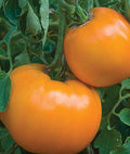Tangerine Tomato Seeds - 5/25/50 Seed Counts - Beautiful Sunny Orange Tomatoes!(5 Seeds)