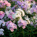 Pastel Shades Phlox Seed Mix – Soft-Hued Annual Blooms 6/30/60 Seeds | Cottage Garden Favorite  Pollinator Friendly(6 Seeds)