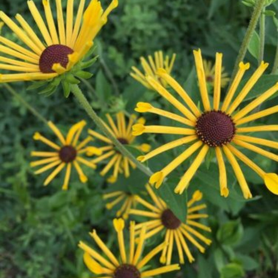 200/1000/2000 Pcs Sweet Coneflower Rudbeckia Subtomentosa Yellow Black Eyed Susan Flower Seeds(200 Seeds)