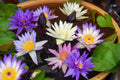 2/10/20 BOWL LOTUS Mixed Colors Dwarf Nelumbo Nucifera Aquatic Flower Seeds(2 Seeds)