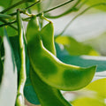 Lima Beans Seeds - Organic, Heirloom, Open Pollinated, Non GMO - Grow Indoors, Outdoors, In Pots, Grow Beds, Soil, Hydroponics  Aquaponics(10 Seeds)