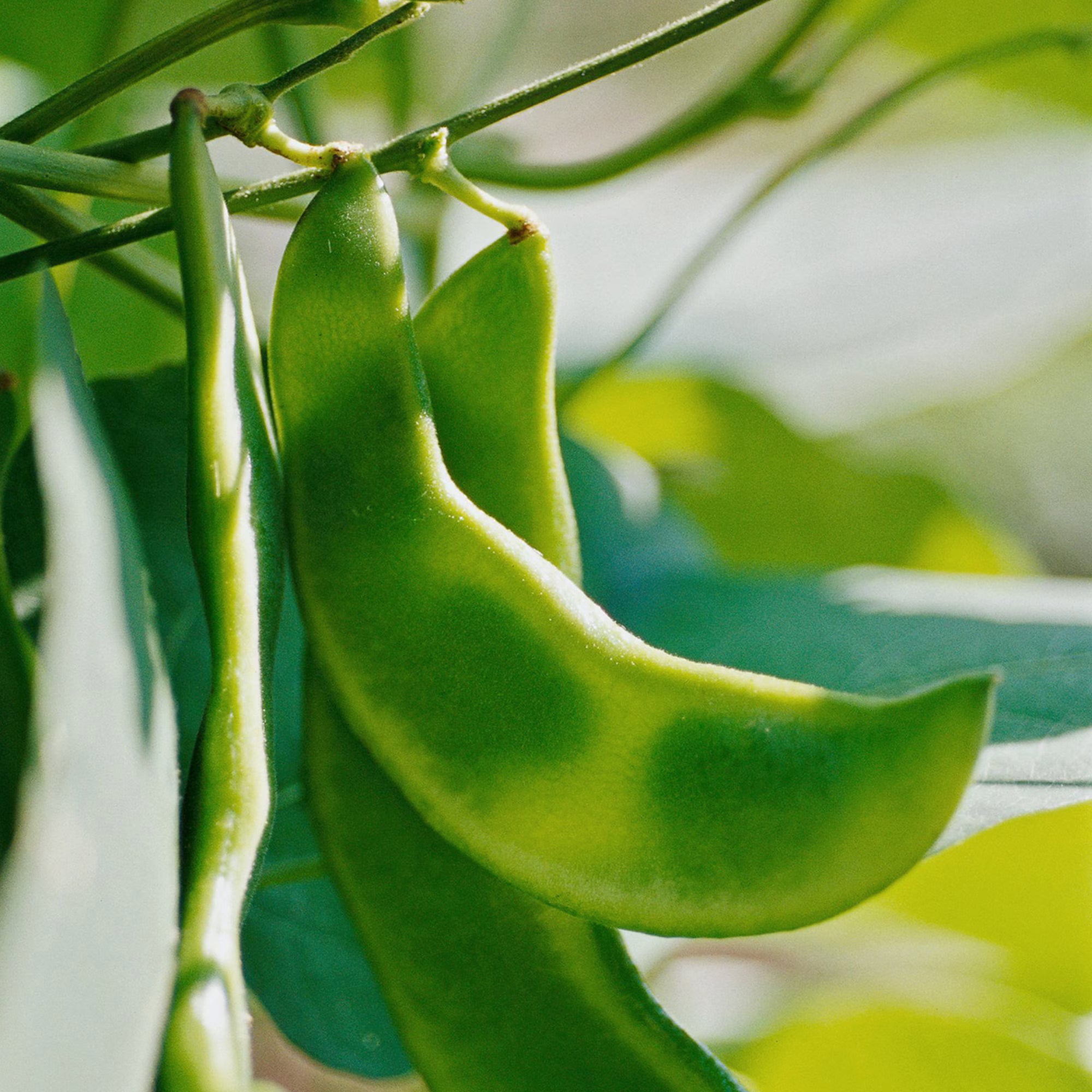 Lima Beans Seeds - Organic, Heirloom, Open Pollinated, Non GMO - Grow Indoors, Outdoors, In Pots, Grow Beds, Soil, Hydroponics  Aquaponics(10 Seeds)