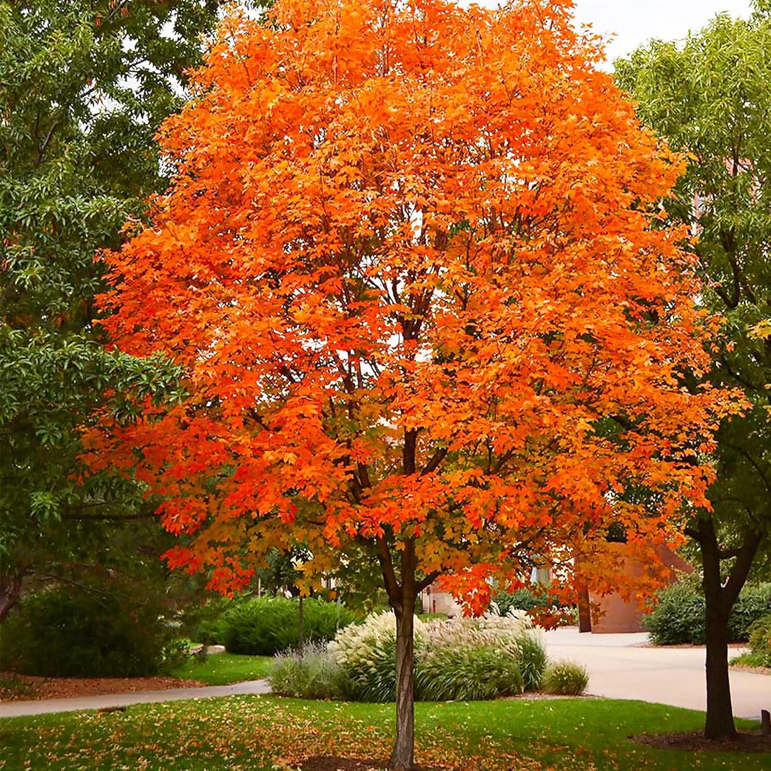 20/100/200 Pcs Sugar Maple Tree Seeds Deciduous Acer Saccharum Rock Maple Seeds for Garden Outdoor(20pcs)
