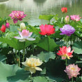 Mixed Bowl Lotus Seeds - Water Features - Bonsai Flower - Indoor Outdoor Garden Pond - Easy to Grow(32 Seeds)