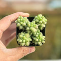 Sedum morganianum,Live succulent Rooted in a 2-inch potTail Hanging Succulent, Easter decorative plants, party favor gifts. Sedum Morganianum, Low Maintenance Indoor Plant, Trailing Succulents, Gift  Garden(1pc)