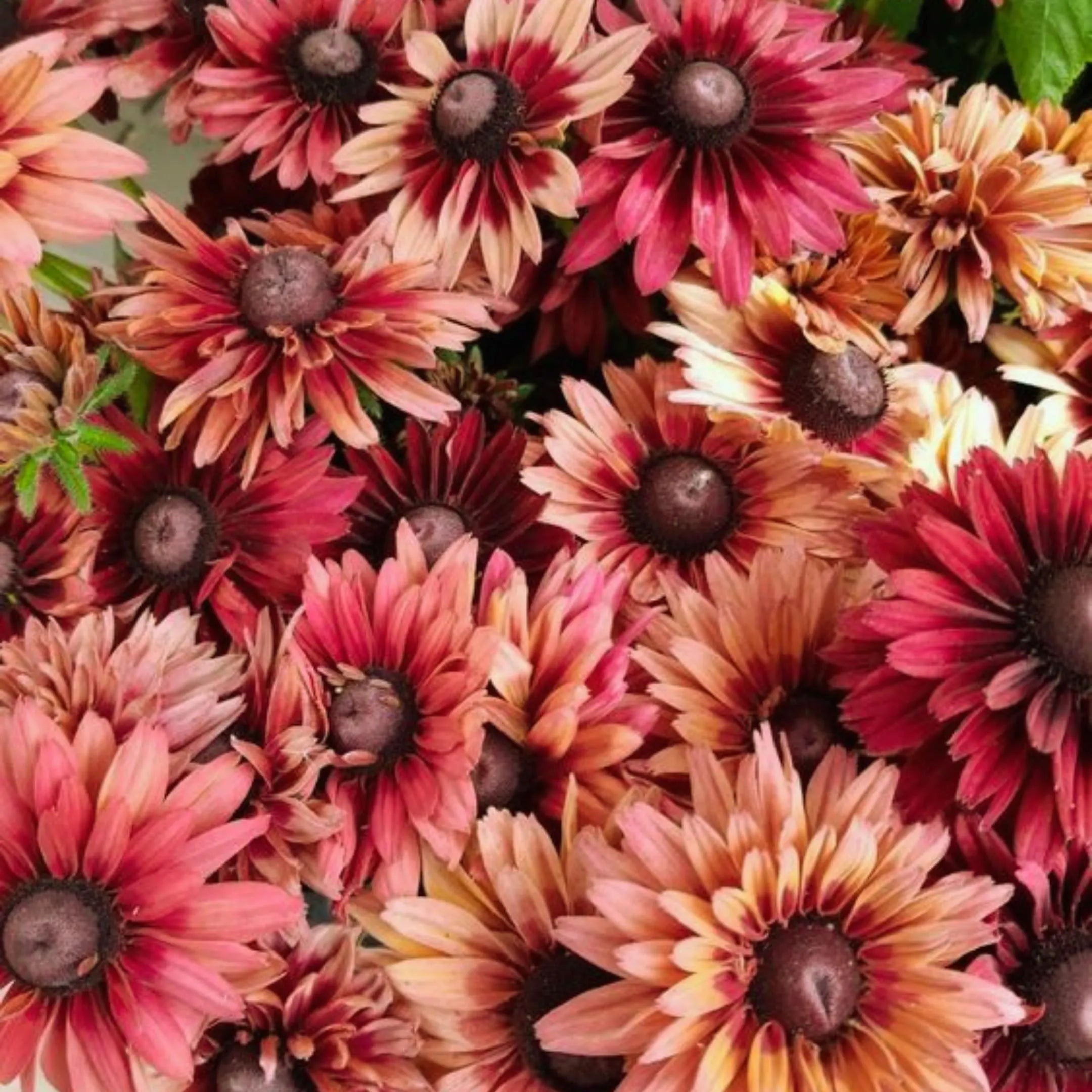 200+ Cherry Brandy Gloriosa Black-eyed Susan Daisy Seeds Unique Red Rudbeckia | Easy-to-Grow Garden Wildflower(200 Seeds)