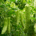 4/20/40 - Bitter Melon Seeds - Vegetable Seeds - Vine Seeds - Bitter Gourd - Balsam Pear - Momordica - Blooms in Summer to Early Fall(4 Seeds)