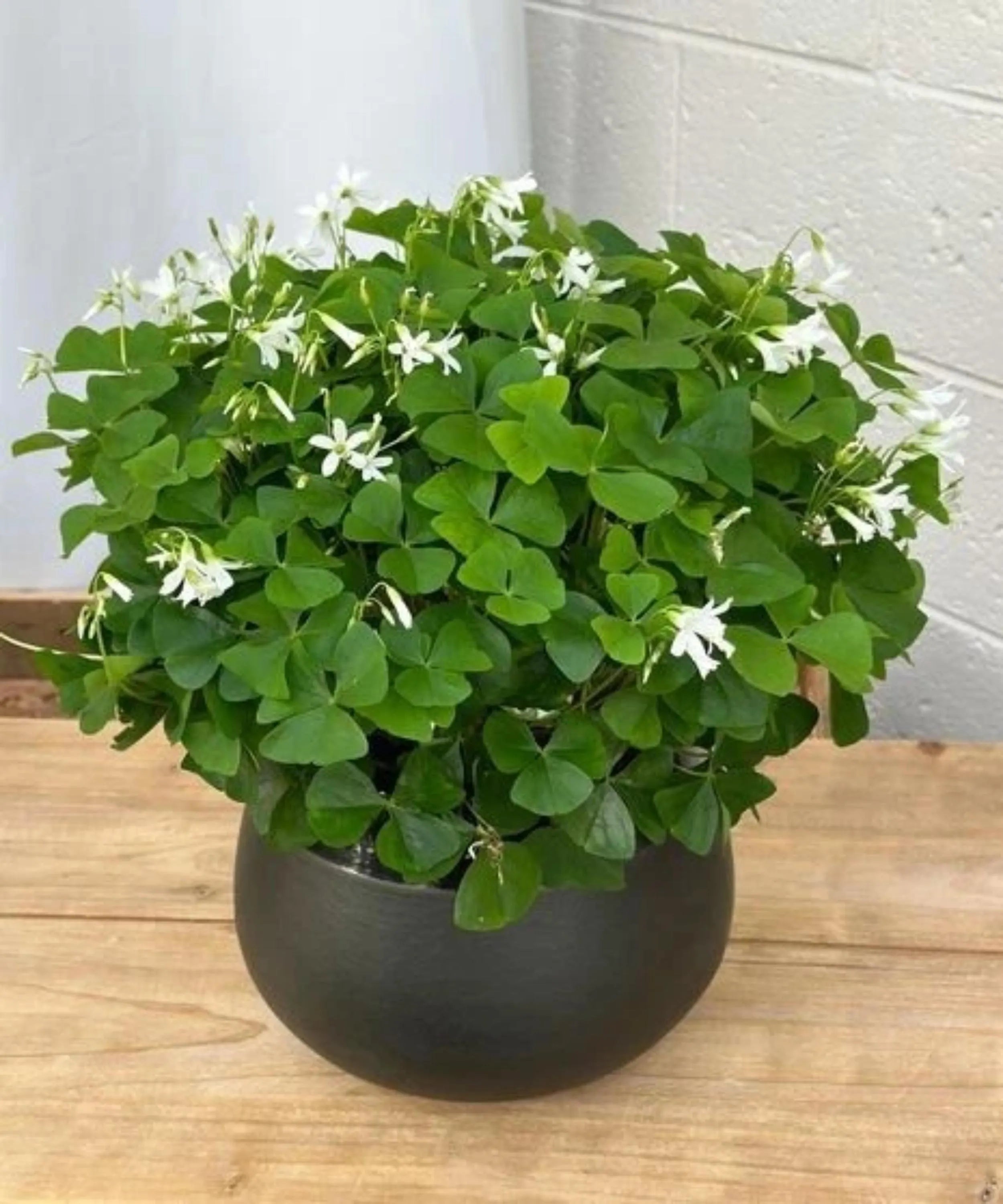 Oxalis Regnellii Seeds – Lucky Green Shamrock Plant – Easy Grow Perennial – Love  Luck Garden(20 Seeds)