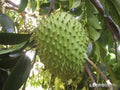 Soursop (Graviola) Seeds – Annona muricata – 7/35/70 Seeds(7)