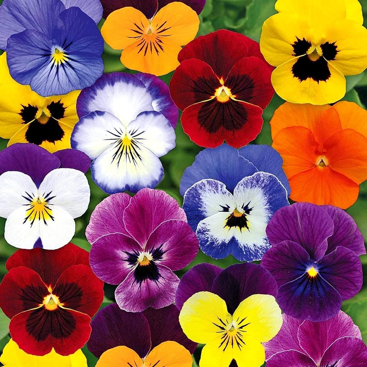 Viola Tricolor Seed Mix Viola Tricolor Wild Pansy Sweet Violets Johnny-Jump-Up Garden Pansy Jacea Tricolor 20/100/200 Seeds for Planting Flowers(20 Seeds)