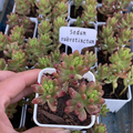 Jelly bean sedum  Sedum Rubrotinctum 'Roseum', Mini Live Succulent Rooted in a 2-inch pot,House Plant for Indoor Outdoor Home Office Wedding Decoration Party Favor(1pc)