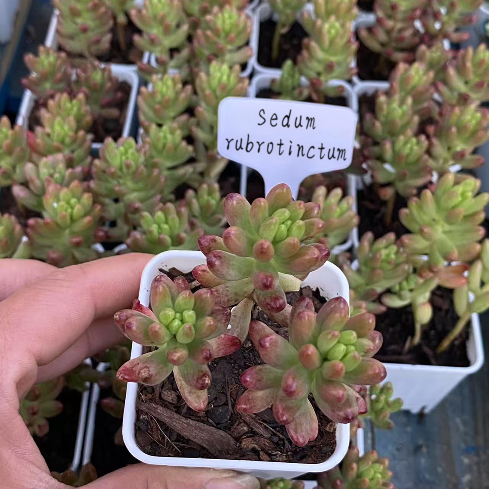 Jelly bean sedum  Sedum Rubrotinctum 'Roseum', Mini Live Succulent Rooted in a 2-inch pot,House Plant for Indoor Outdoor Home Office Wedding Decoration Party Favor(1pc)