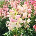 Appleblossom Snapdragon Flower Seeds(100 Seeds)