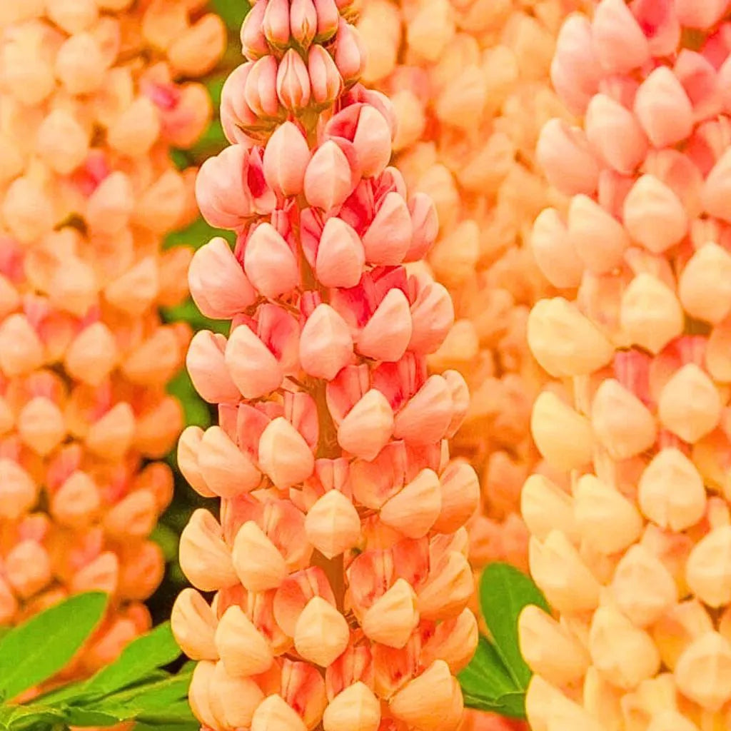 Salmon Star Lupine Hardy Flower Perennial 100/500/1000 Seeds(100 Seeds)