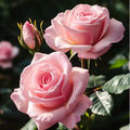 10/50/100 Light Pink Rose Seeds – Non-GMO Heirloom | Fragrant Blooms for Home Garden(10 Seeds)