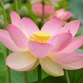 5 Pcs Mixed Color Bonsai Bowl Lotus Seeds - Exotic Water Lily Flower Plant Seeds for Ornamental Pond and Home Planting(5 Seeds)