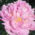 10/50/100+ Rare Seeds | Bella Donna Peony Seeds (Paeonia lactiflora), Soft Blush Double Blooms, Fragrant Heirloom Perennial Flower(10 Seeds)