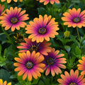 20/100/200+ Seeds | Magenta Cape Daisy Seeds, Osteospermum Eklonis, Bright Purple Blooms, Non-GMO Perennial Flowers, Easy To Grow Garden Seeds(20 Seeds)