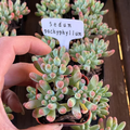 Sedum pachyphyllum Rose,Mini Live Succulent Fully Rooted, House Plant for Indoor Outdoor Home Office Wedding Decoration Party Favor(1pc)