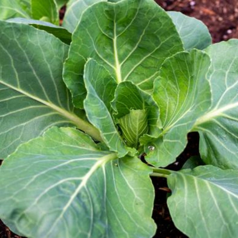 50/250/500 GEORGIA COLLARDS (SOUTHERN or Walking Collards) Collard Greens Brassica Oleracea Acephala Vegetable Seeds(50 Seeds)