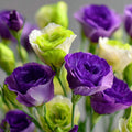 Lisianthus (Eustoma grandiflorum) Seeds — 5/20/40 Seeds, Elegant Cut Flowers(5pcs)
