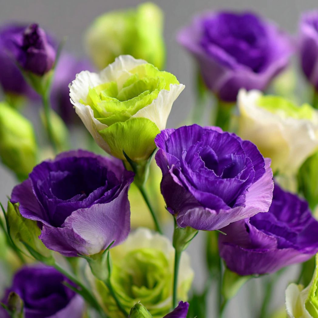 Lisianthus (Eustoma grandiflorum) Seeds — 5/20/40 Seeds, Elegant Cut Flowers(5pcs)