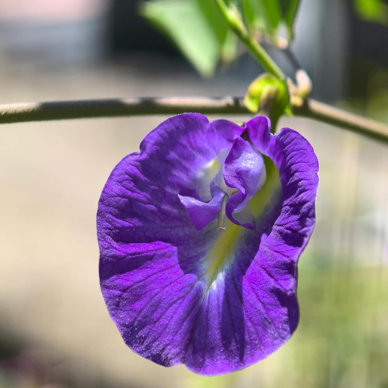 6/24/48 Butterfly Pea Flower Seeds for Home Garden Blue Butterfly Pea Asian Pigeonwings Tropical Vine Plant Perfect for Tea, Landscaping, and Decorations(6 Seeds)