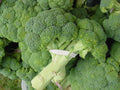 200/1000/2000 CALABRESE BROCCOLI ITALIAN Green Sprouting Vegetable Brassica Seeds(200 Seeds)