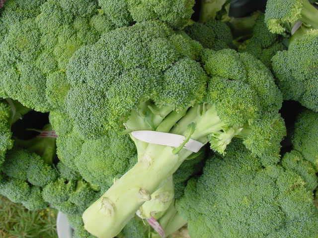 200/1000/2000 CALABRESE BROCCOLI ITALIAN Green Sprouting Vegetable Brassica Seeds(200 Seeds)