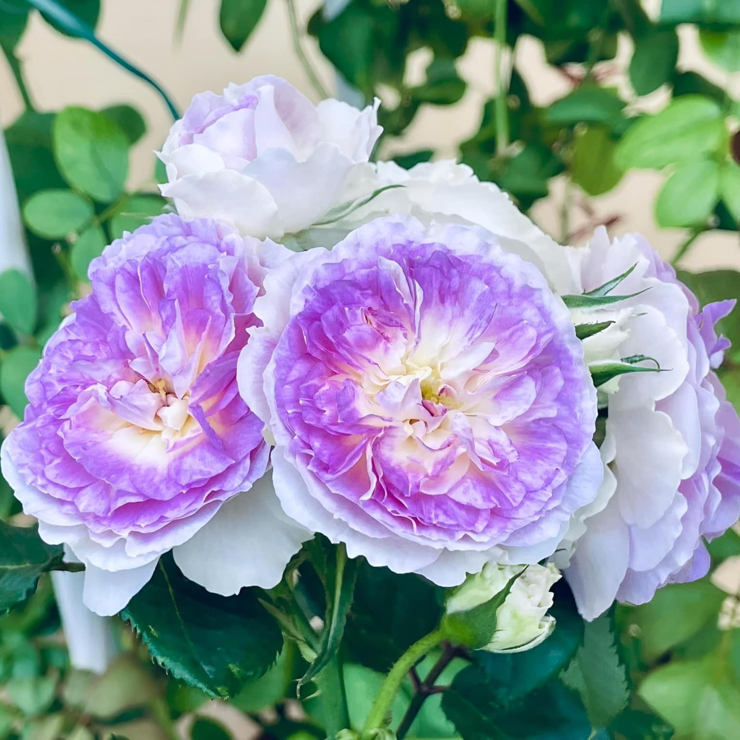 Blue Moonstone Rose Seeds: Rare Perennial Flower (10/50/100+ Seeds)(10 Seeds)