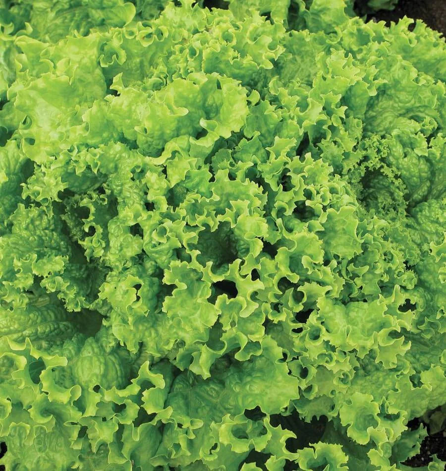 Grand Rapids Lettuce Seeds 40/200/400+ Vegetable NON-GMO USA(40 Seeds)
