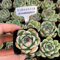 Echeveria Chihuahuaensis, Mini Live Succulent Fully Rooted in Pot, House Plant for Indoor Outdoor Home Office Wedding Decoration Party Favor(1pc)