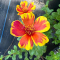 Moss Rose Duet  Portulaca grandiflora Seeds - Low Maintenance,Ground Cover, Attracts Pollinators, Plant in Spring/Summer(20 Seeds)