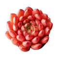 Rare Succulent Sedeveria Pink Ruby, Live Succulents Plants Fully Rooted  with Soil, Easy-Care House Plant for Home Office Decoration, Wedding Party Favor(1pc)